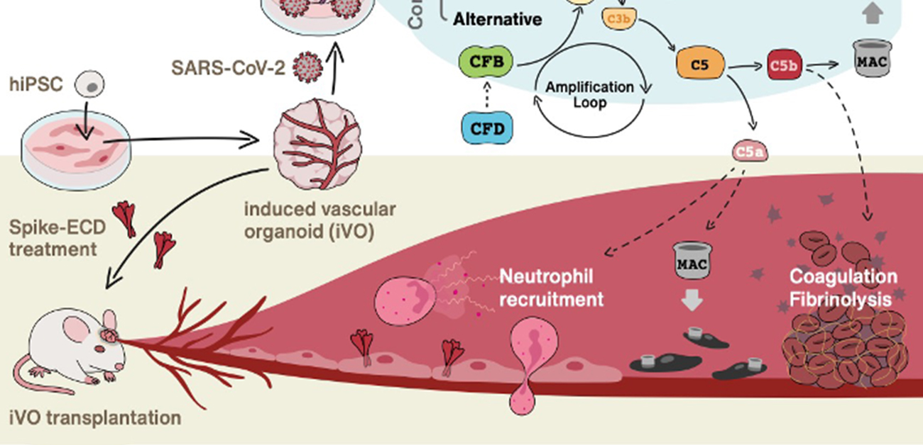 ヒト血管オルガノイドを用いた 新型コロナウイルス重症化メカニズムの解明
