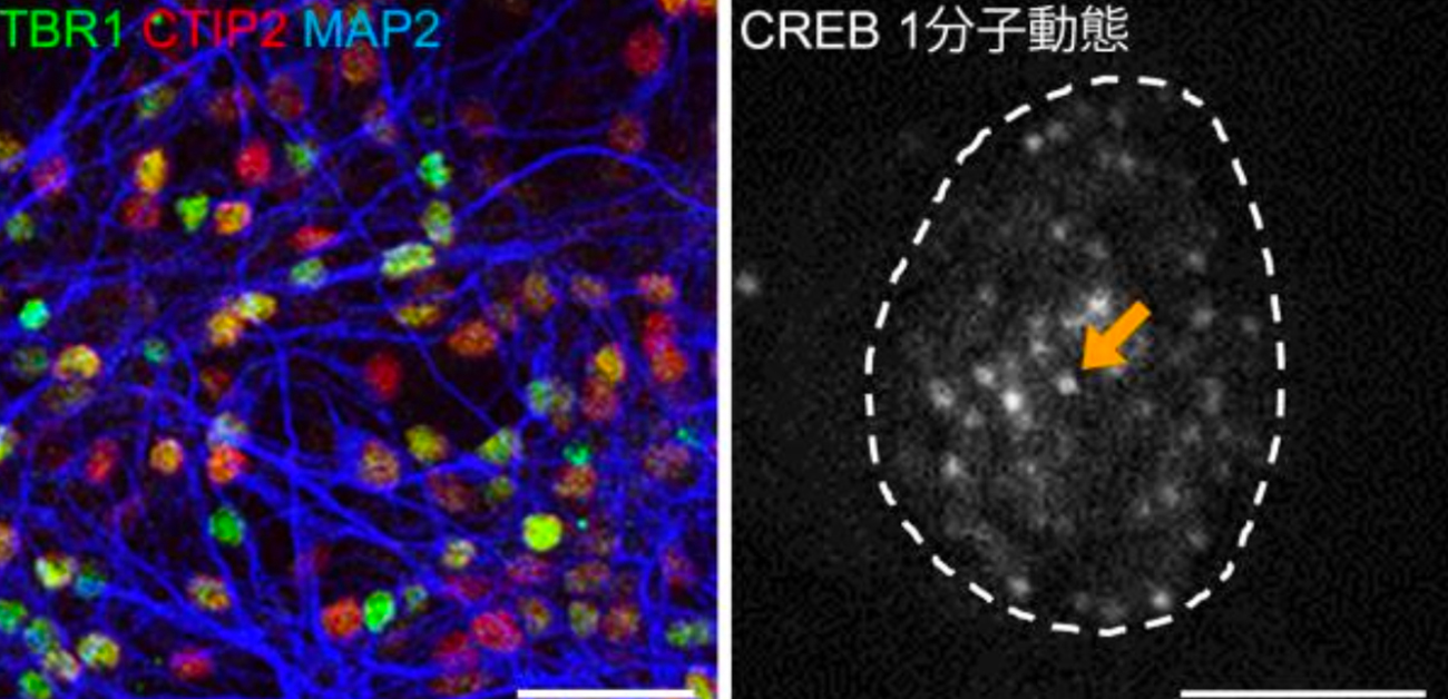 記憶関連分子CREBが脳の神経回路を活性化する仕組みを解明