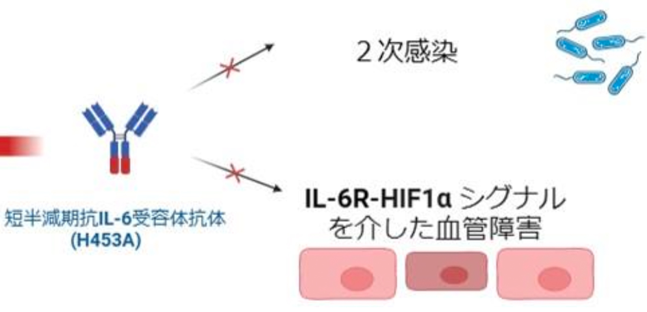 IL-6受容体シグナルの短期阻害でサイトカイン放出症候群を防ぐ - ResOU