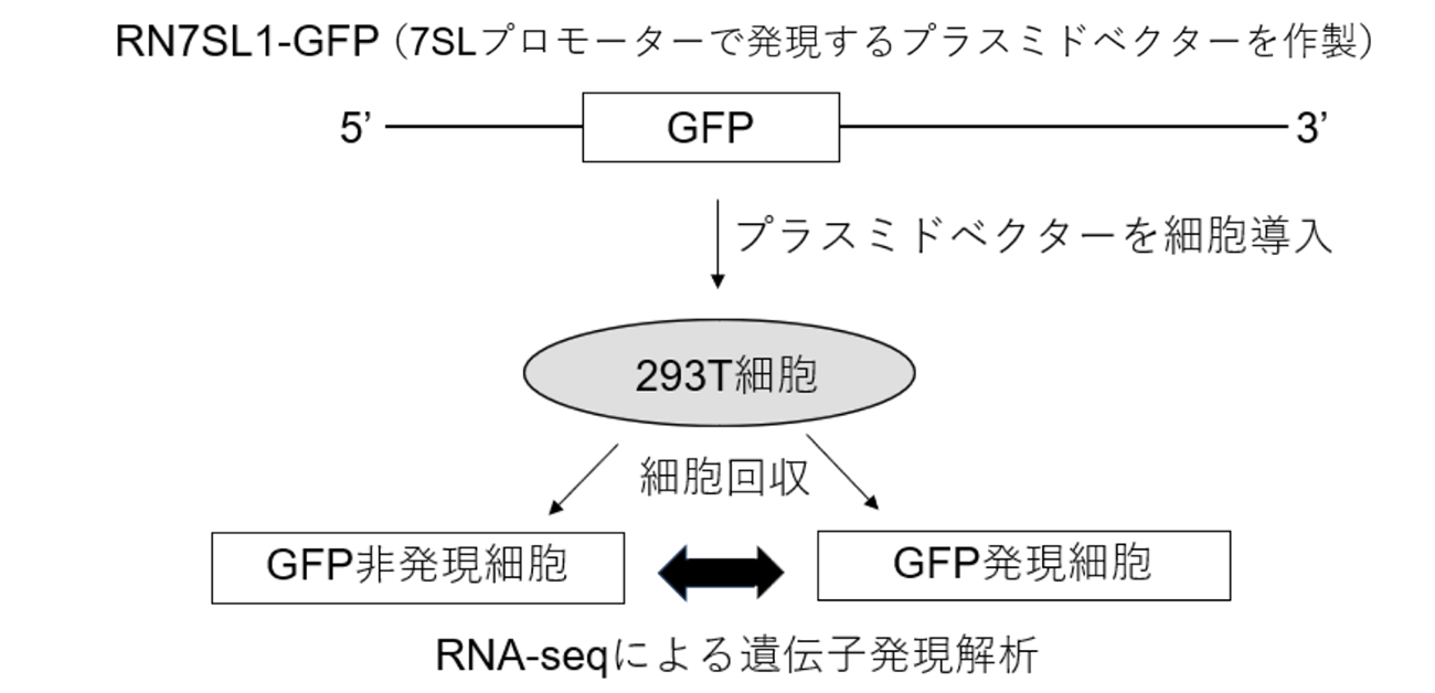 非コードRNA解析から新たながんのメカニズム - ResOU