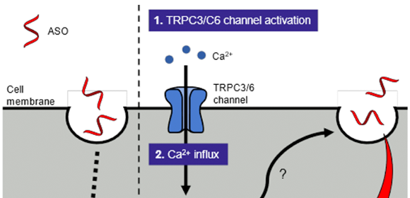 がん細胞に核酸医薬を効率よく取り込ませる新技術　TRPC3/C6チャネル選択的活性化剤L687を開発