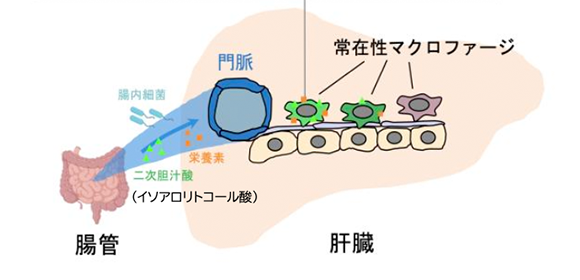 肝臓の炎症を防ぐ特殊なマクロファージを発見