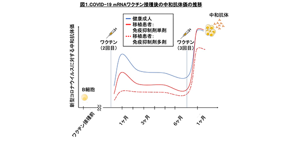 肝移植患者におけるCOVID-19 mRNAワクチンの免疫応答評価