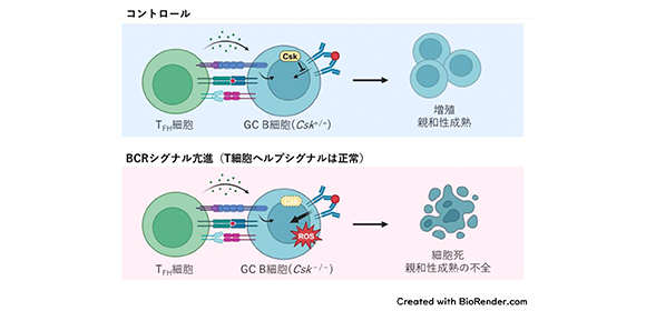 B細胞が適切に選択される仕組みを解明