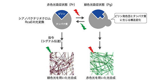 光合成を調節する光スイッチの動作するしくみを解明