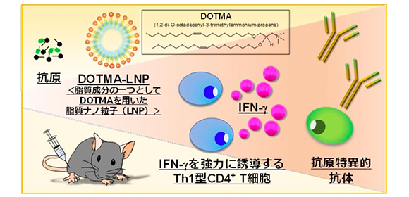 脂質ナノ粒子のワクチンアジュバント としての有用性を実証