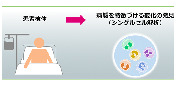 免疫疾患シングルセル解析の羅針盤的総説を発表