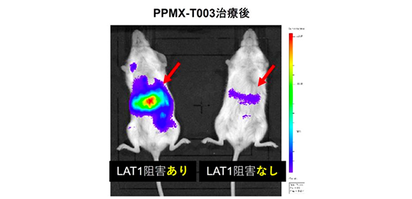 アグレッシブNK細胞白血病の抗体薬PPMX-T003の 治療効果発現に必要な因子を発見