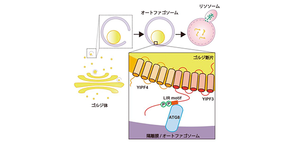オートファジーによるゴルジ体分解の 新規受容体を発見
