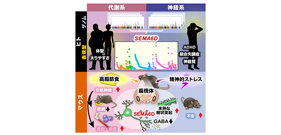 心の動きと代謝・慢性炎症を制御する分子を発見