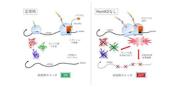 HemK2メチル基転移酵素はタンパク質合成とmRNAの安定性に必要