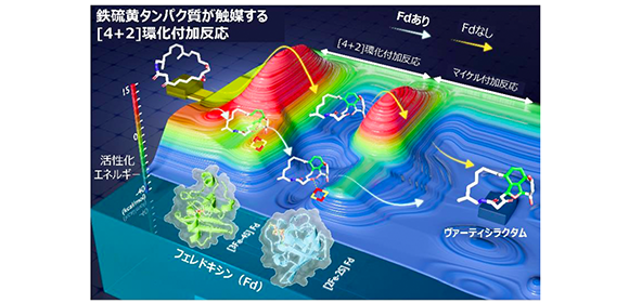 鉄硫黄タンパク質が触媒する[4+2]環化付加反応