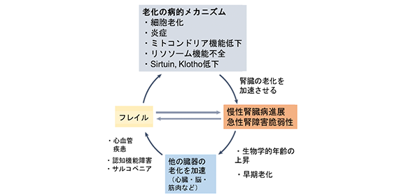 老化による腎臓病のメカニズムと対策をまとめた総説を発表