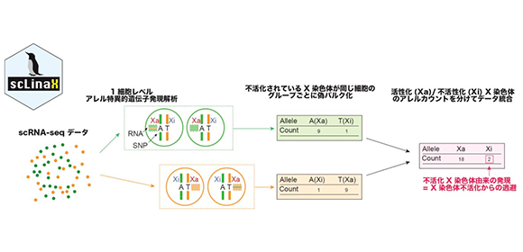 1細胞オミクスデータで X染色体不活化からの逃避を定量するソフトウェアを新開発