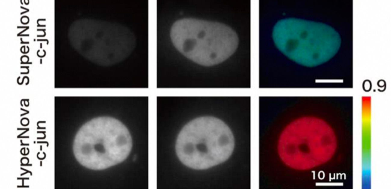 生体分子を光で効率よく不活性化できる技術を開発