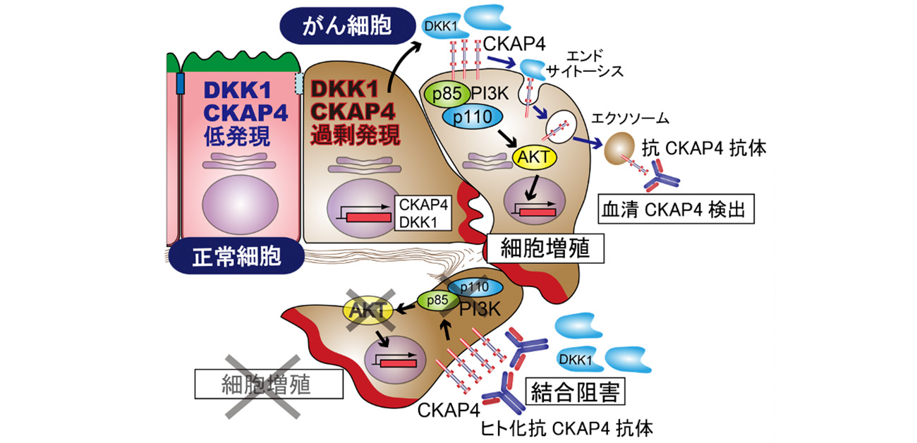 膵がん悪性化に関わるCKAP4を標的とする ヒト化抗体の開発に成功