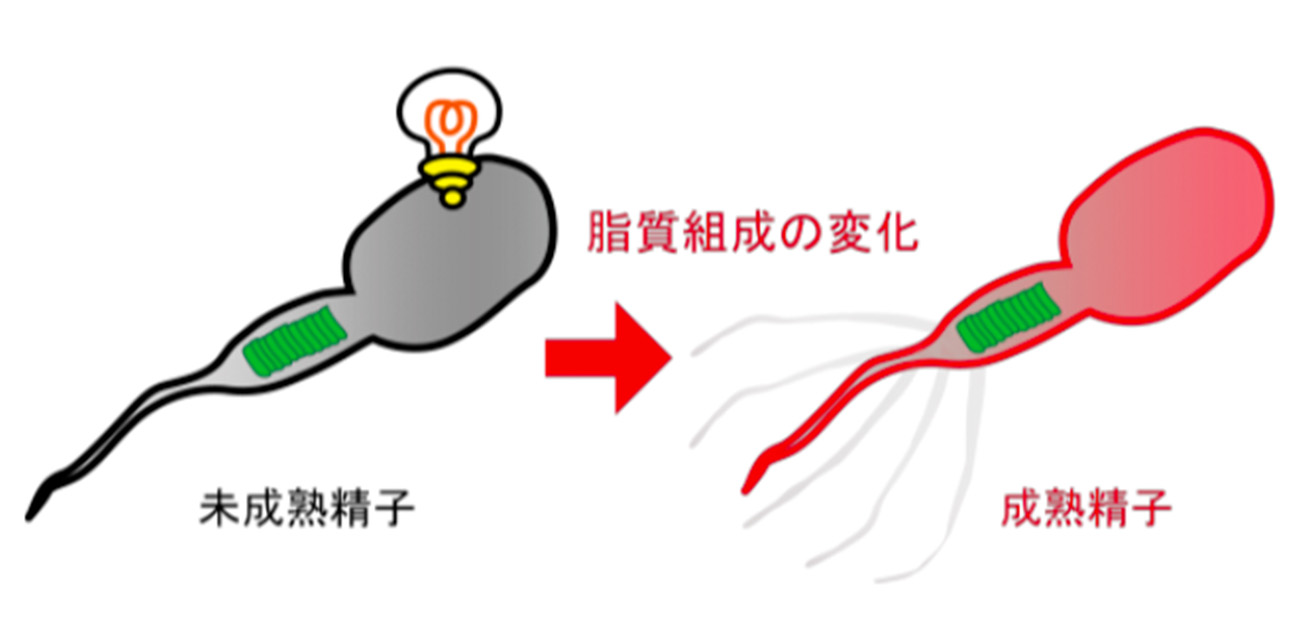 未成熟段階の精子が、精子運動能の鍵を握る