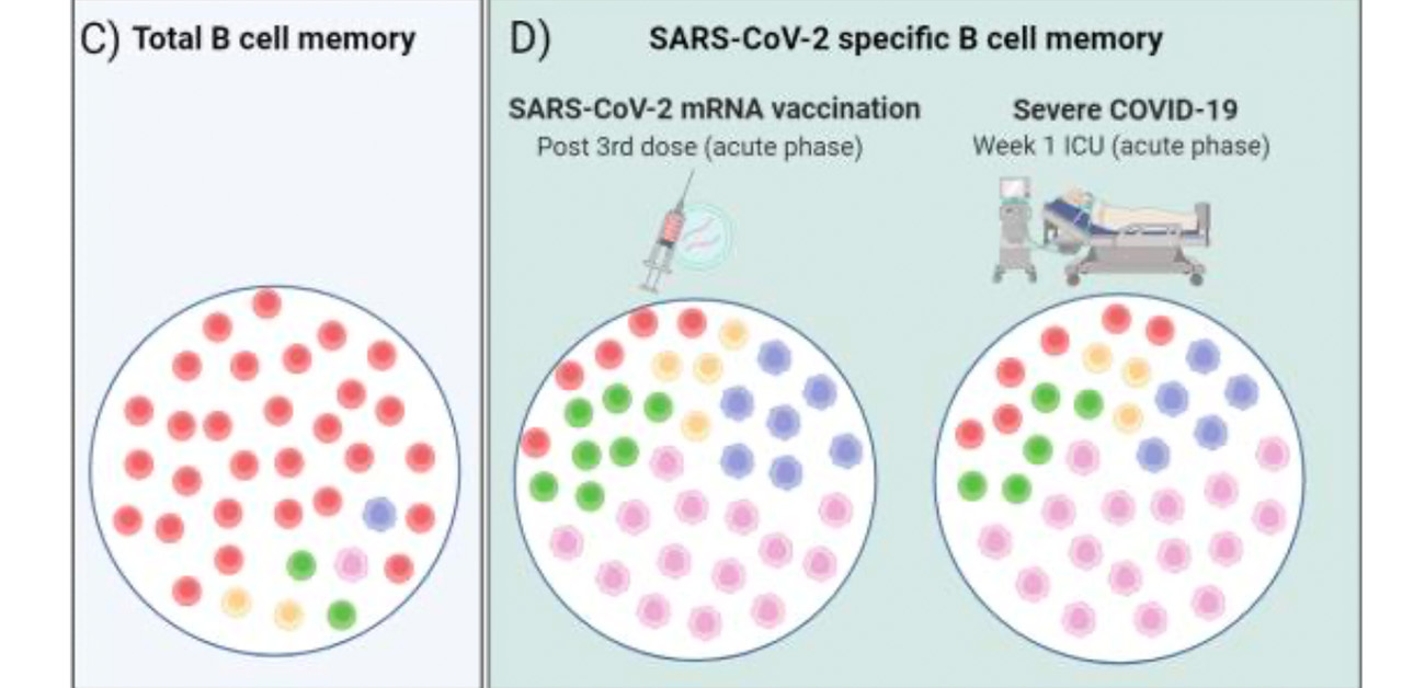 COVID-19感染後やmRNAワクチン接種後に 免疫応答する新たなB細胞を発見