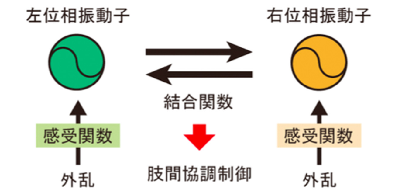 歩行における左右の足の交互運動は厳密には制御されていない