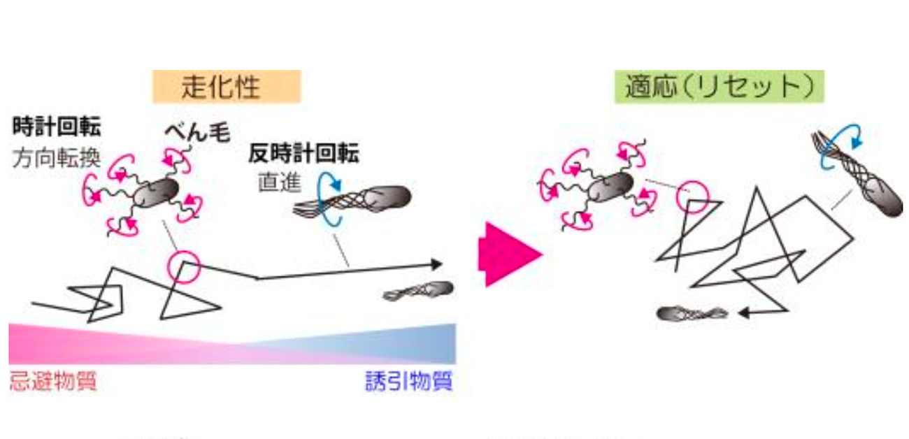 細菌の忌避行動と細胞内情報伝達系の 同時計測に成功