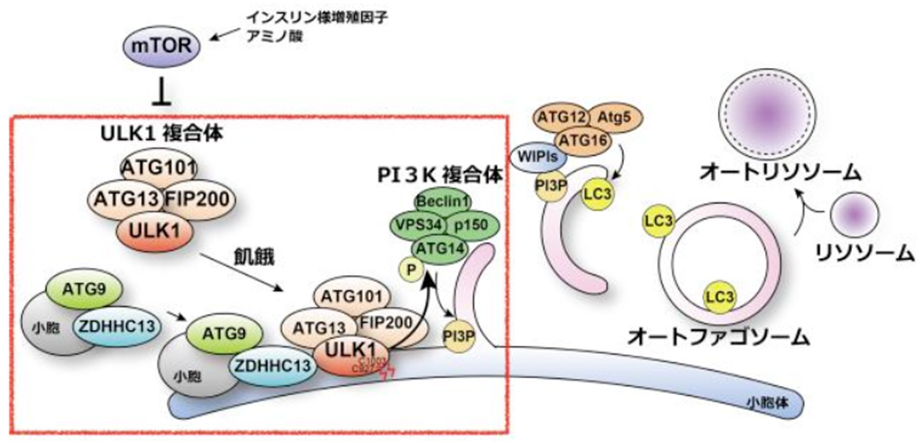 老化進行や神経変性疾患などの発症メカニズムの解明へ オートファジーが開始する仕組みを解明