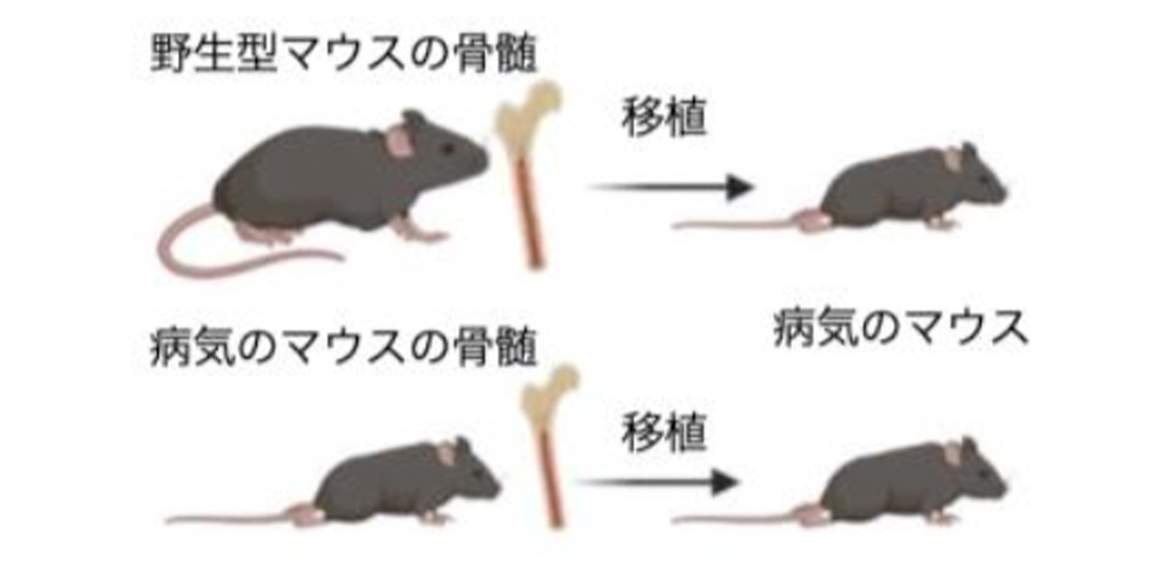 ミトコンドリア病に対する新たな治療法を開発