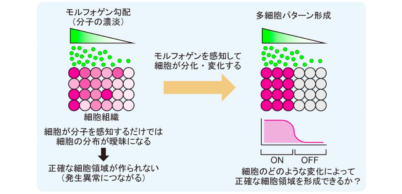 「分子の拡散」と「細胞の接着」の組み合わせが， 新たな細胞領域を作り出す！