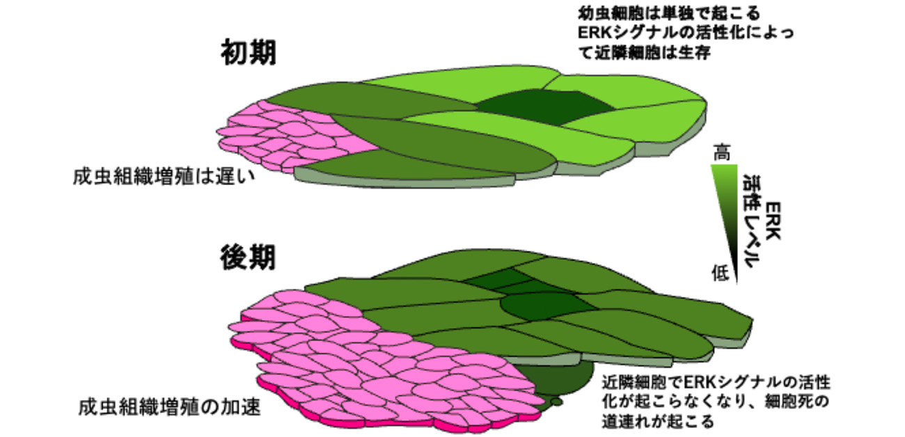 昆虫のからだの作り替えは 細胞死への道連れによって加速される