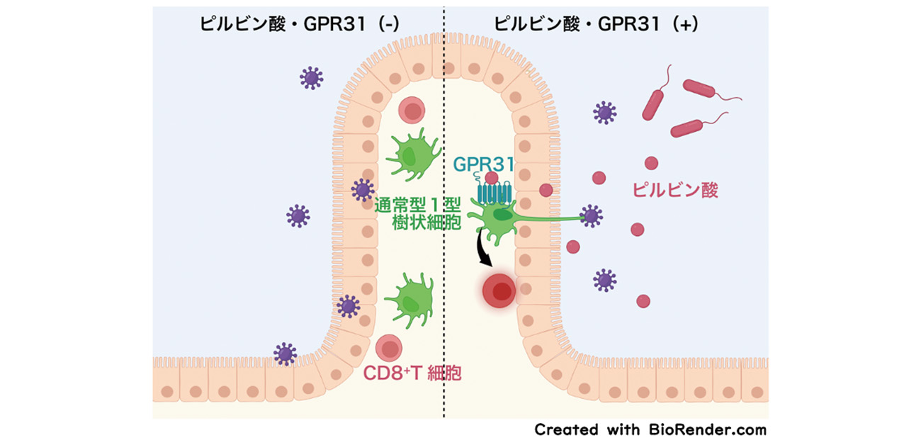 ヒトの腸内で樹状細胞が異物を感知する仕組みを解明