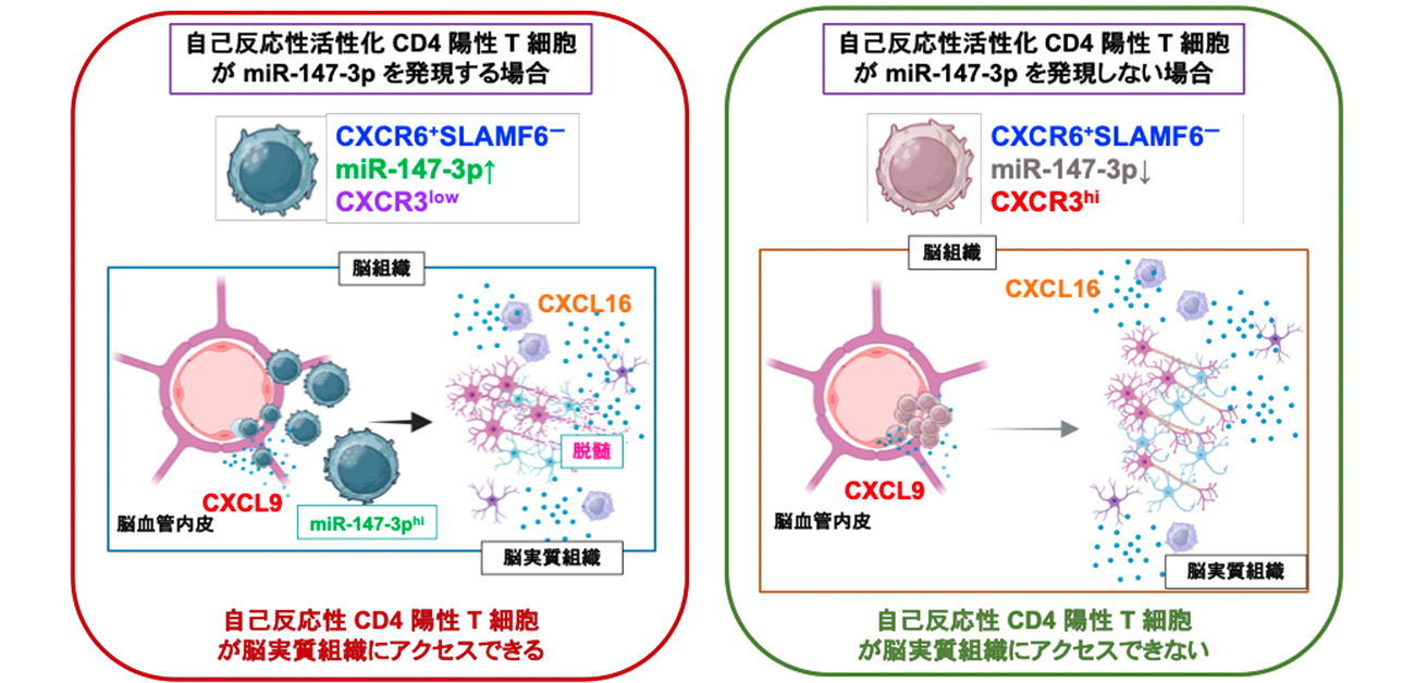 病原性 CD4 陽性 T 細胞に発現するマイクロRNAが ケモカイン受容体の発現を制御し、自己免疫疾患発症に関与