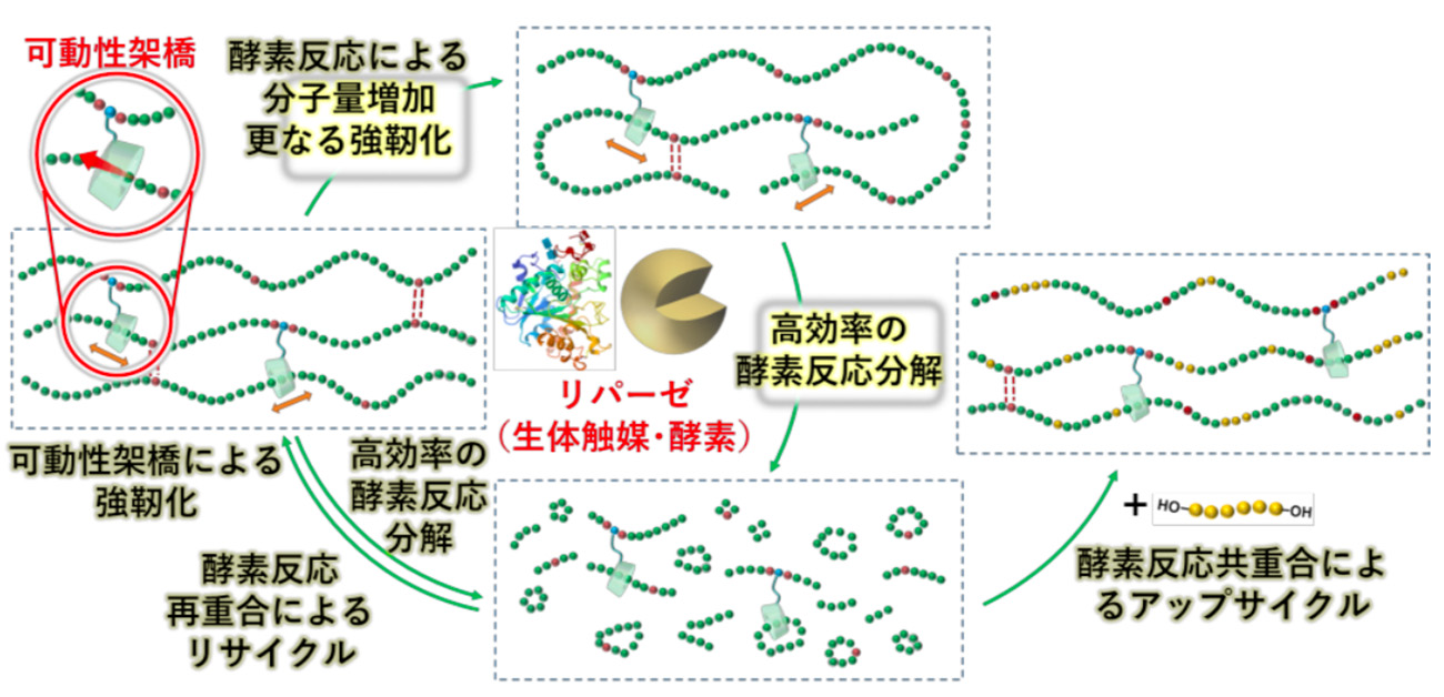 従来比8倍以上の強靭性、20倍の分解性・再利用性を達成！ 生体触媒を利用した資源循環可能なポリマー材料