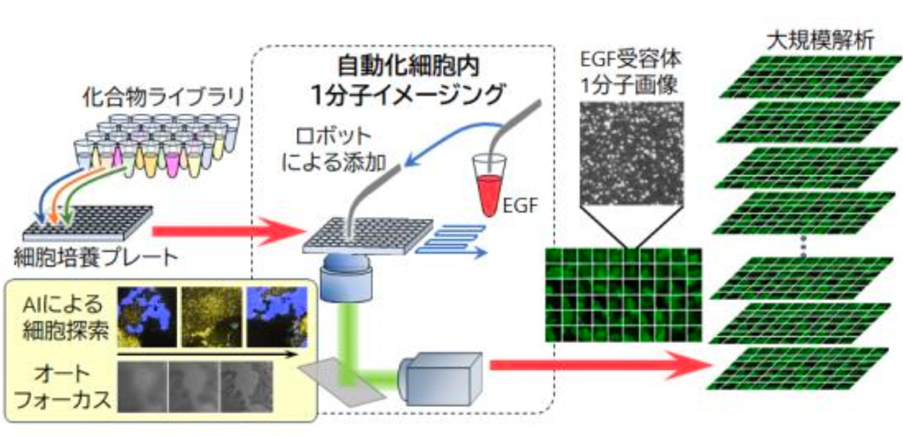 大規模細胞内1分子イメージングによる 新規薬剤スクリーニングを実現