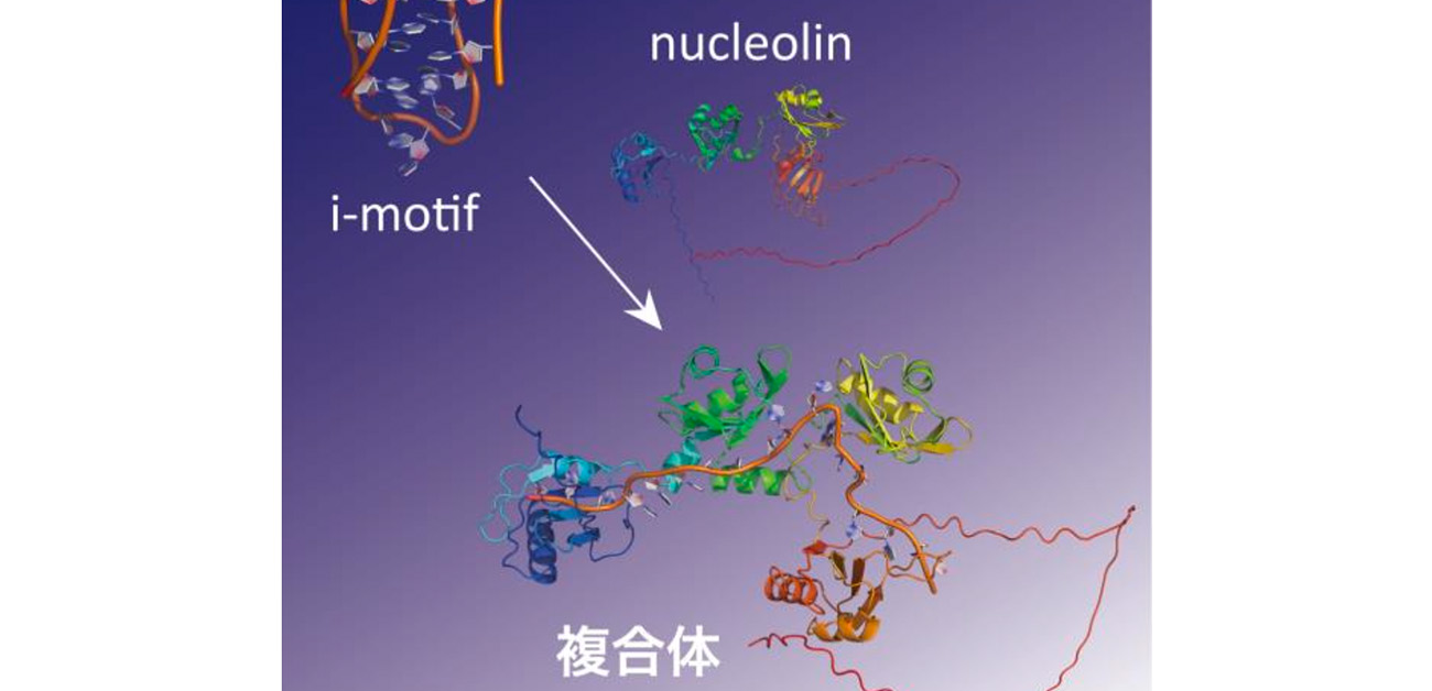 分子の「指紋」捜査によって新規非標準DNA結合タンパク質を同定