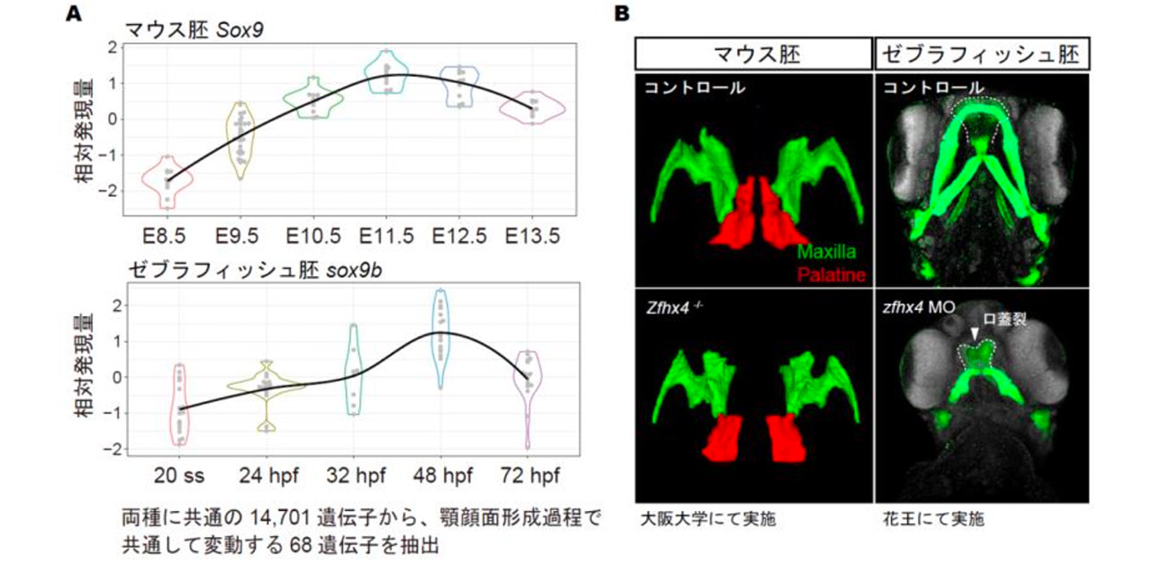 マウス胚とゼブラフィッシュ胚の口蓋裂形成時の遺伝子の働きが類似していることを解明