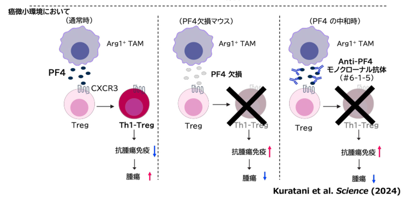 自己免疫を起こさないがん免疫活性化法を開発