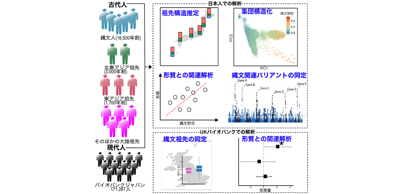 現代人日本人の遺伝的・表現型多様性の起源を解明