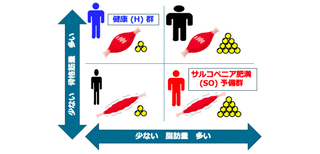 体成分分析を活用した サルコペニア肥満予備群の簡便スクリーニング法を開発