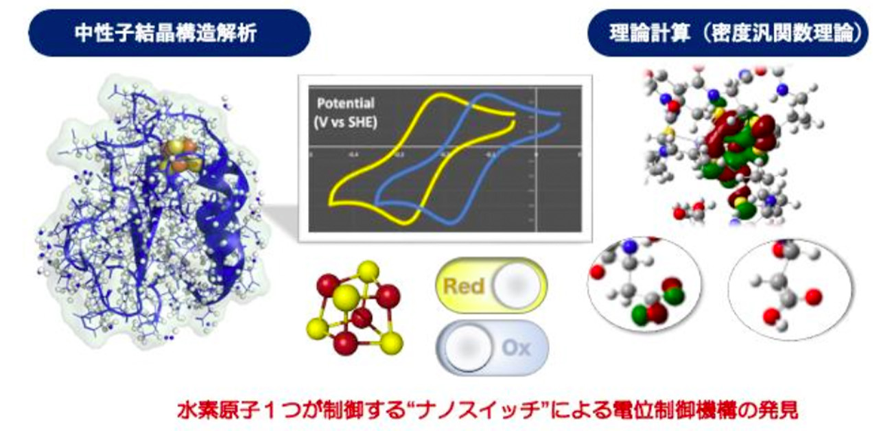 生体内の酸化還元反応における“電子の運び屋”役のタンパク質 エネルギー獲得のための生物共通の電位制御の仕組みを解明