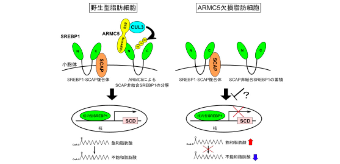 体内の飽和脂肪酸を減らし 不飽和脂肪酸を増やす因子を発見