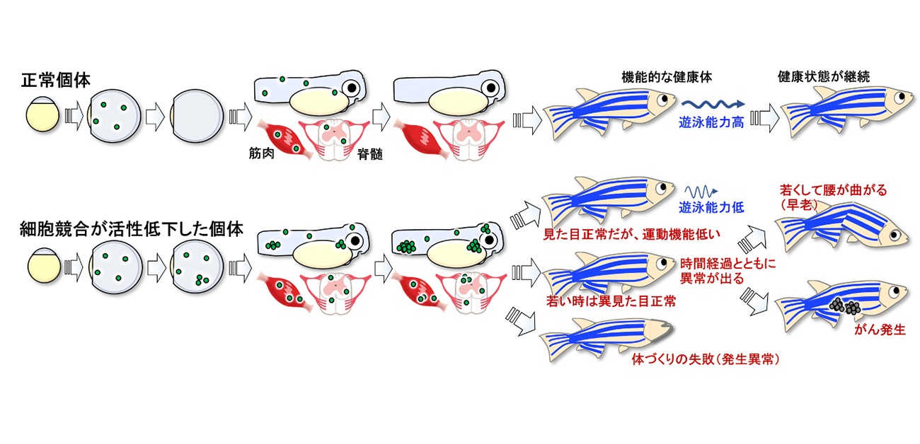 細胞競合が臓器形成のしくじりを修正し、機能的な体を作り出す