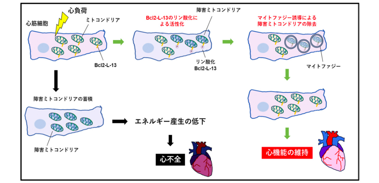 心不全におけるミトコンドリア分解の重要性と その活性化機構を解明