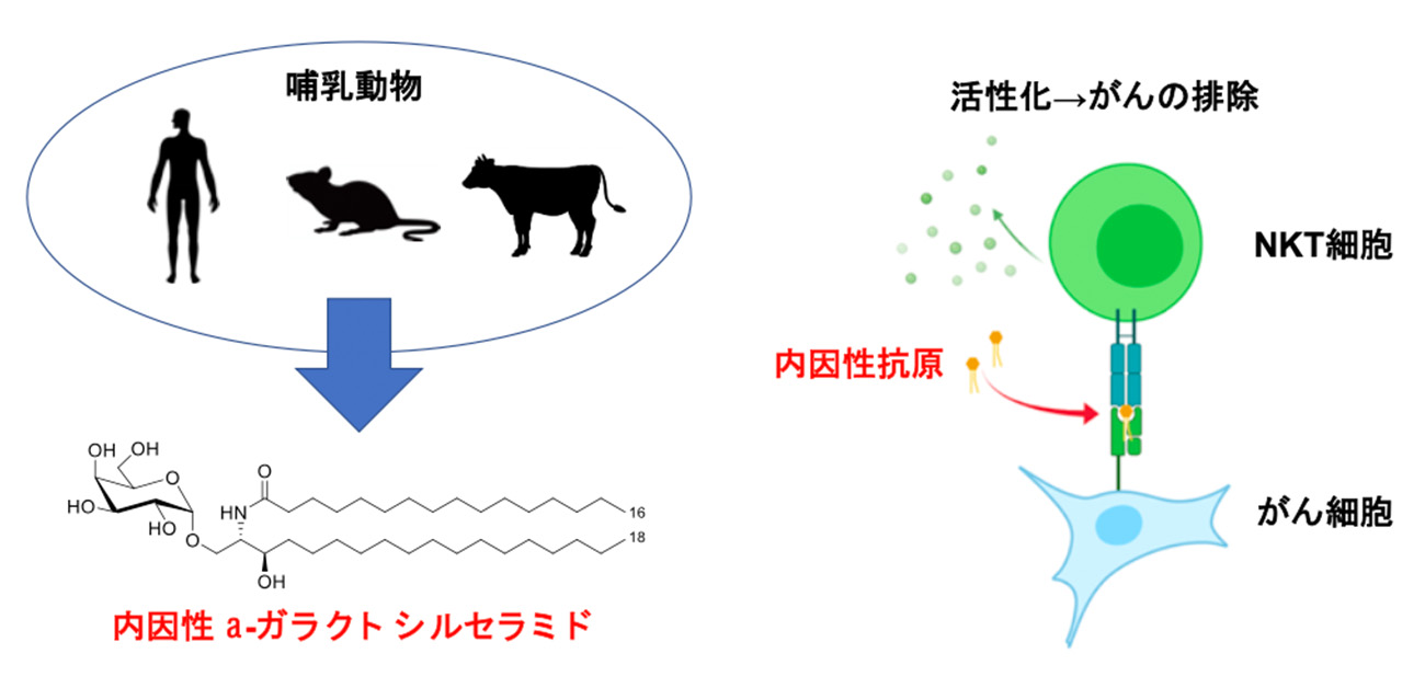 ナチュラルキラーT（NKT）細胞を活性化する自己抗原を同定