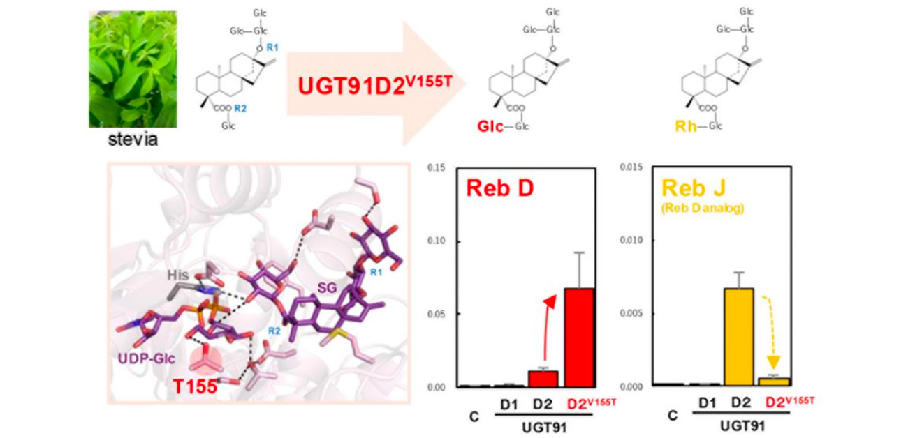 ステビア含有天然甘味成分を合成する酵素の改良に成功