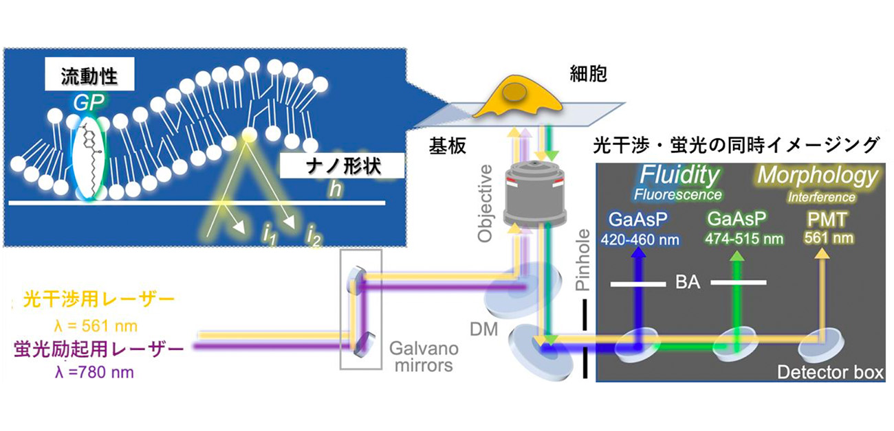 生きた細胞の膜のナノ形状・流動性を 同時計測可能な光学顕微法を開発