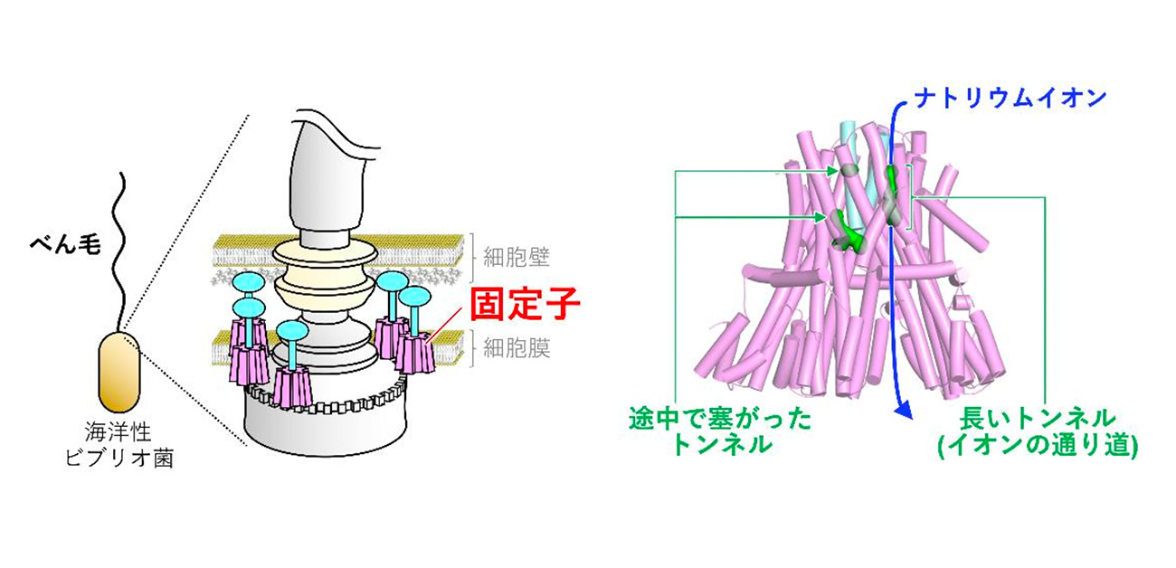 「ナトリウムを見分けて通す」 細菌のべん毛モーター固定子の構造を解明