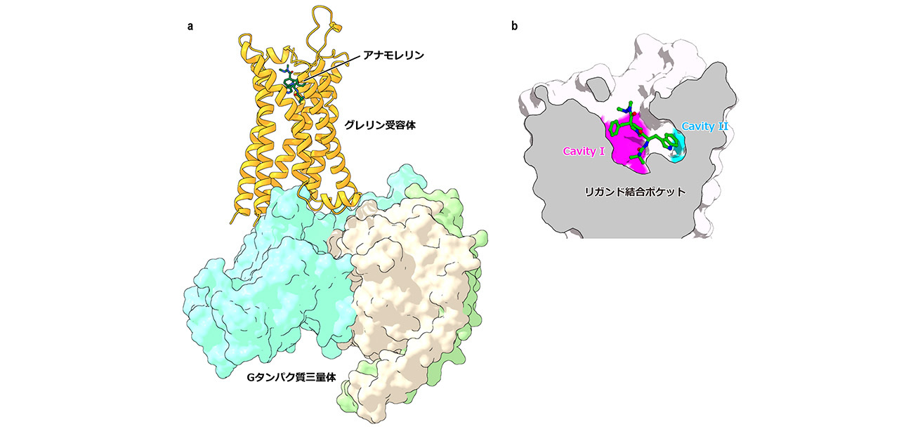 がん悪液質治療薬アナモレリンが結合したグレリン受容体構造を解明