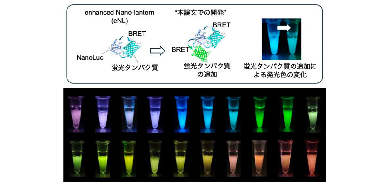 ２０色に光る細胞の同時観察を実現！