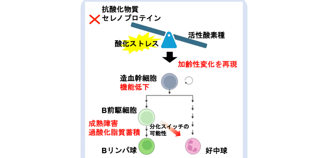 血液の抗酸化システムを支えるセレノプロテインの新たな知見