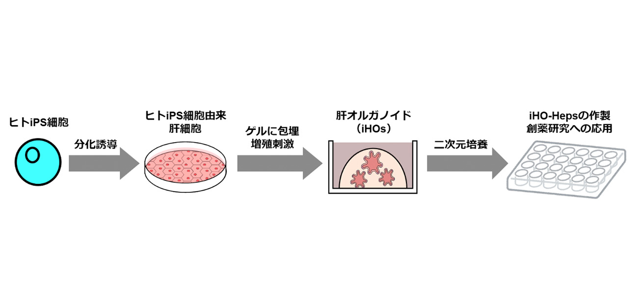 ヒトiPS細胞由来肝オルガノイドの高機能化に成功！