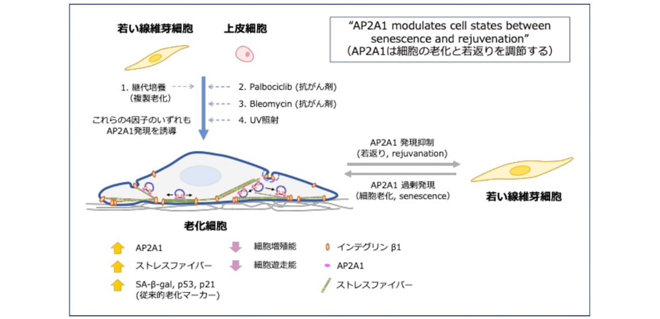 細胞老化と若返りを制御する新たな分子メカニズムを発見